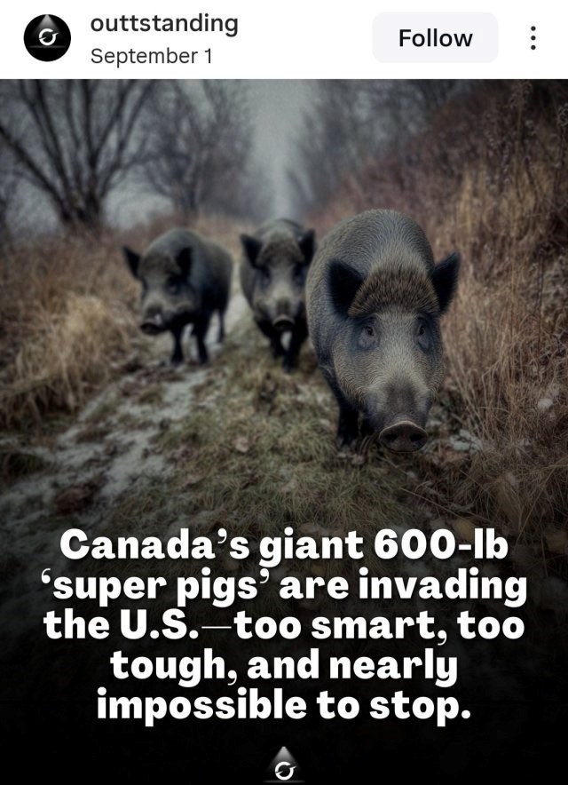 outtstanding September 1 Follow Canada's giant 600-lb 'super pigs' are invading the U.S.-too smart, too tough, and nearly impossible to stop.