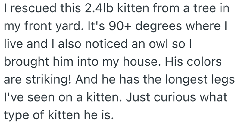 I rescued this 2.4lb kitten from a tree in my front yard. It's 90+ degrees where I live and I also noticed an owl so I brought him into my house. His colors are striking! And he has the longest legs I've seen on a kitten. Just curious what type of kitten he is.