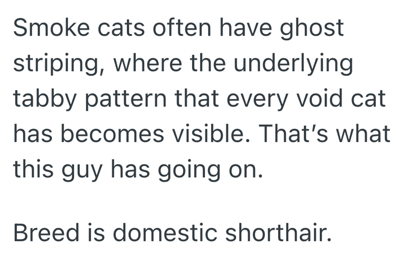 Smoke cats often have ghost striping, where the underlying tabby pattern that every void cat has becomes visible. That's what this guy has going on. Breed is domestic shorthair.