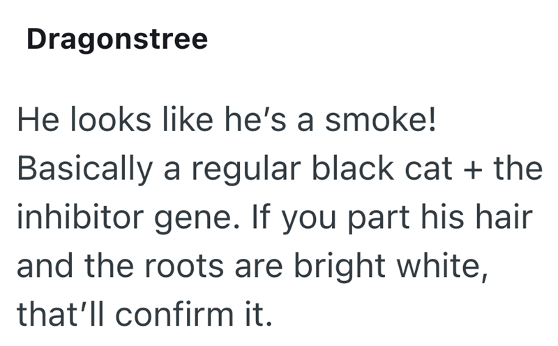 Dragonstree He looks like he's a smoke! Basically a regular black cat + the inhibitor gene. If you part his hair and the roots are bright white, that'll confirm it.