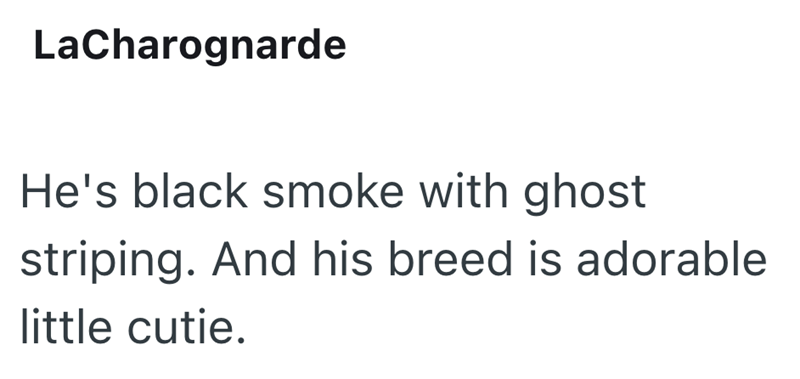 LaCharognarde He's black smoke with ghost striping. And his breed is adorable little cutie.