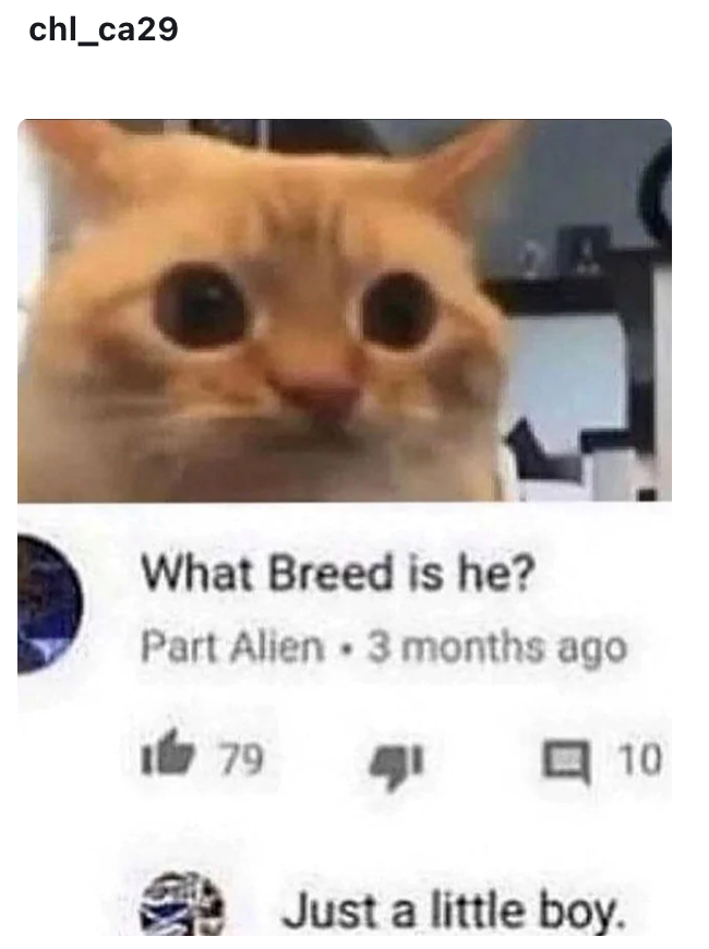 chl_ca29 What Breed is he? Part Alien 3 months ago 179 ནམ 日 10 Just a little boy.