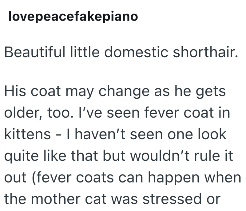 lovepeacefakepiano Beautiful little domestic shorthair. His coat may change as he gets older, too. I've seen fever coat in kittens - I haven't seen one look quite like that but wouldn't rule it out (fever coats can happen when the mother cat was stressed or