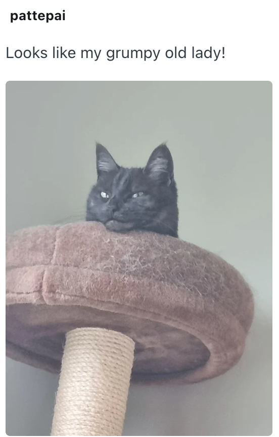 pattepai Looks like my grumpy old lady!