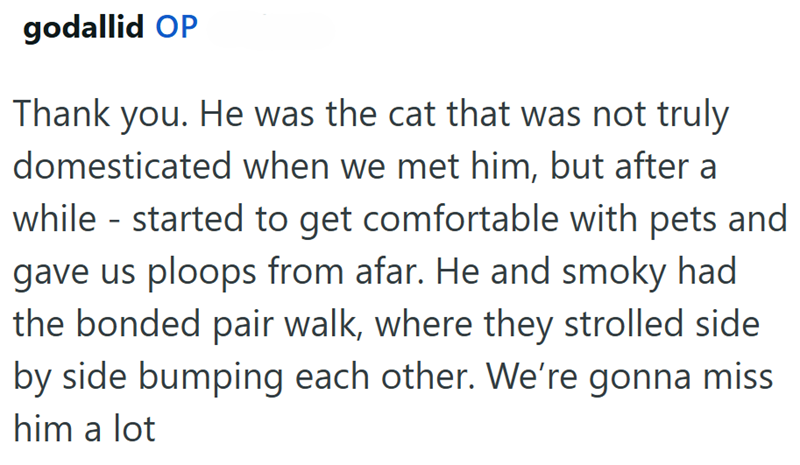 godallid OP Thank you. He was the cat that was not truly domesticated when we met him, but after a while - started to get comfortable with pets and gave us ploops from afar. He and smoky had the bonded pair walk, where they strolled side by side bumping each other. We're gonna miss him a lot