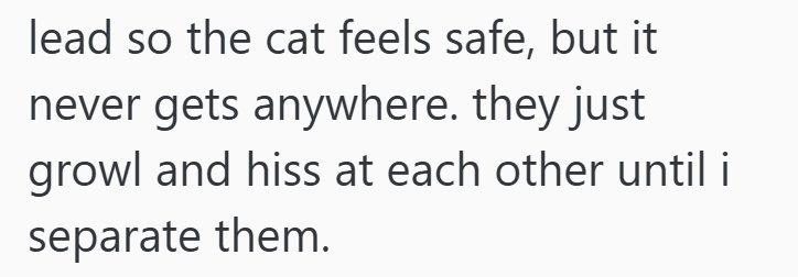 lead so the cat feels safe, but it never gets anywhere. they just growl and hiss at each other until i separate them.