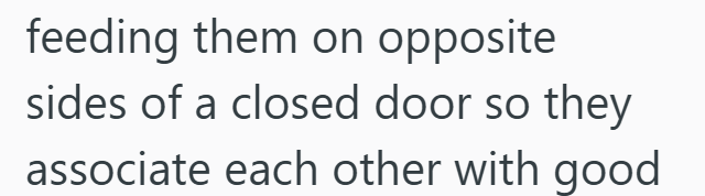 feeding them on opposite sides of a closed door so they associate each other with good