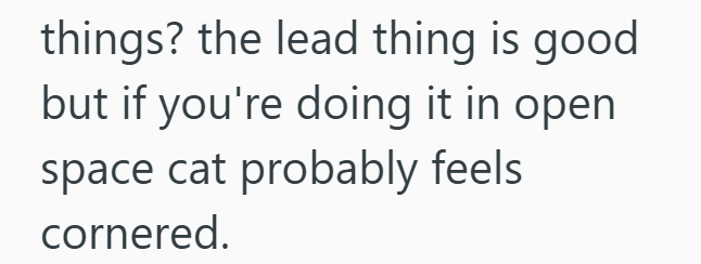 things? the lead thing is good but if you're doing it in open space cat probably feels cornered.
