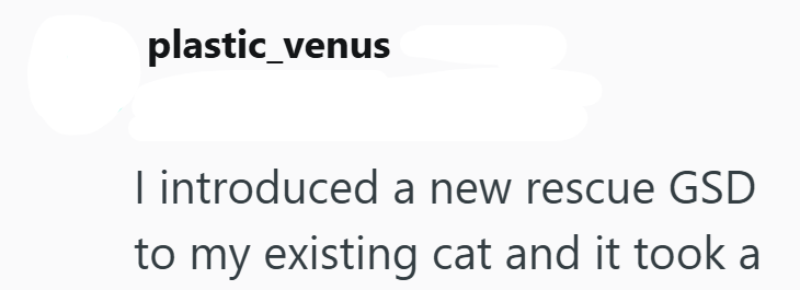 plastic_venus I introduced a new rescue GSD to my existing cat and it took a