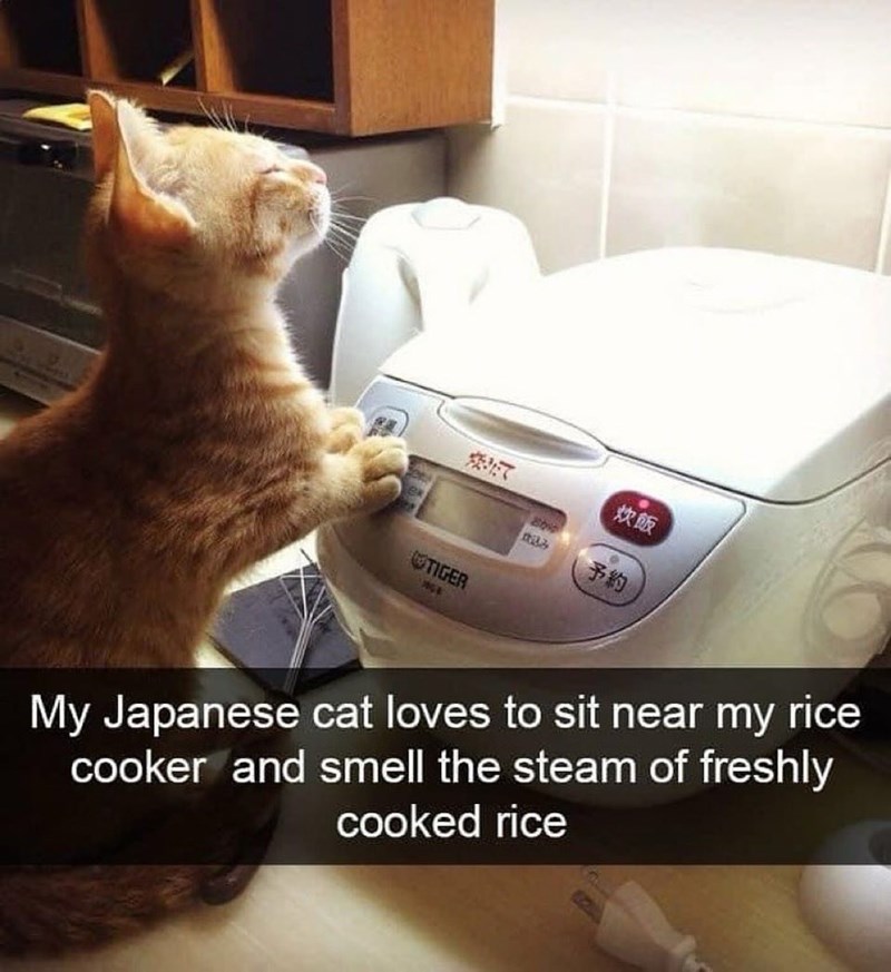 炊きたて 炊飯 8090 税込み 予約 TIGER My Japanese cat loves to sit near my rice cooker and smell the steam of freshly cooked rice