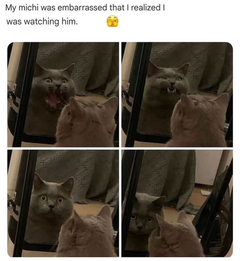 My michi was embarrassed that I realized I was watching him.