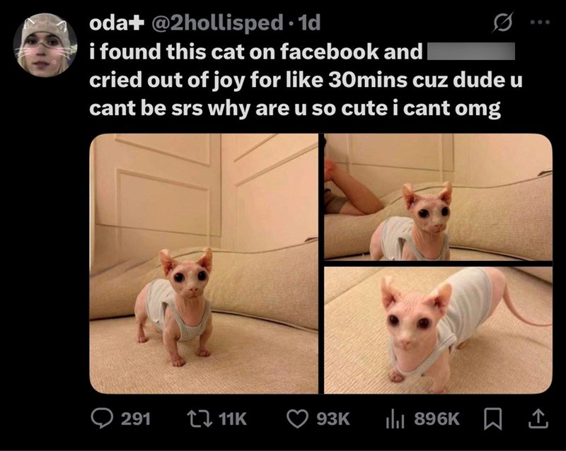 oda+ @2hollisped⚫1d i found this cat on facebook and cried out of joy for like 30mins cuz dude u cant be srs why are u so cute i cant omg 000 291 11K 93K | 896K ↑
