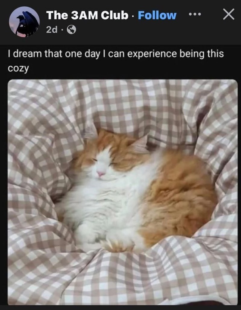 The 3AM Club. Follow ☑ 2d I dream that one day I can experience being this cozy