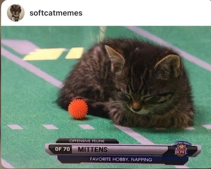 softcatmemes OFFENSIVE FELINE OF 70 MITTENS KITCH BOWL FAVORITE HOBBY. NAPPING