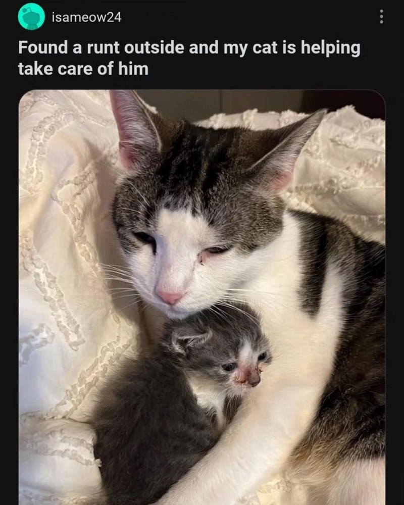 isameow24 Found a runt outside and my cat is helping take care of him