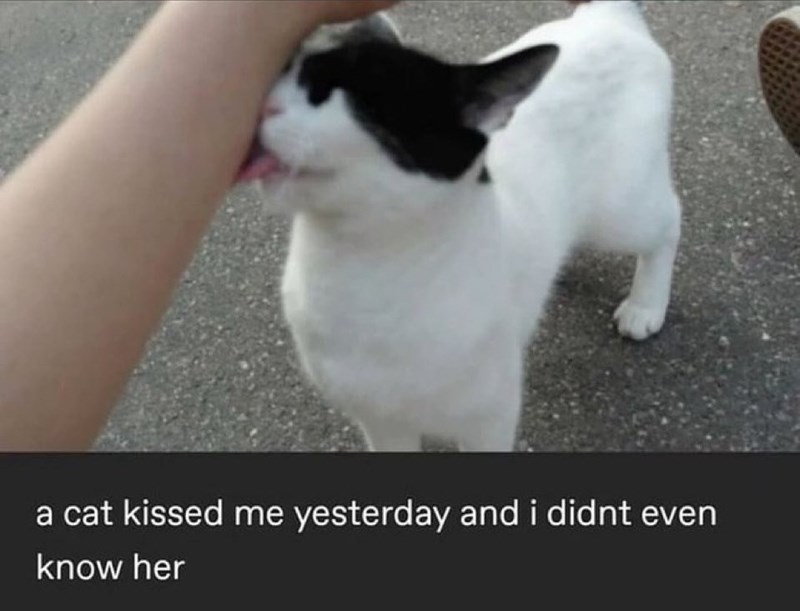 a cat kissed me yesterday and i didnt even know her