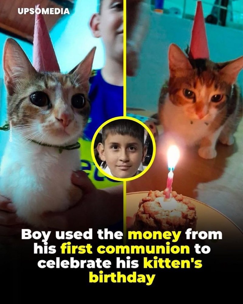 UPS MEDIA Boy used the money from his first communion to celebrate his kitten's birthday
