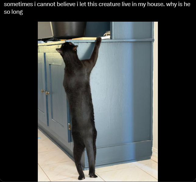 sometimes i cannot believe i let this creature live in my house. why is he so long