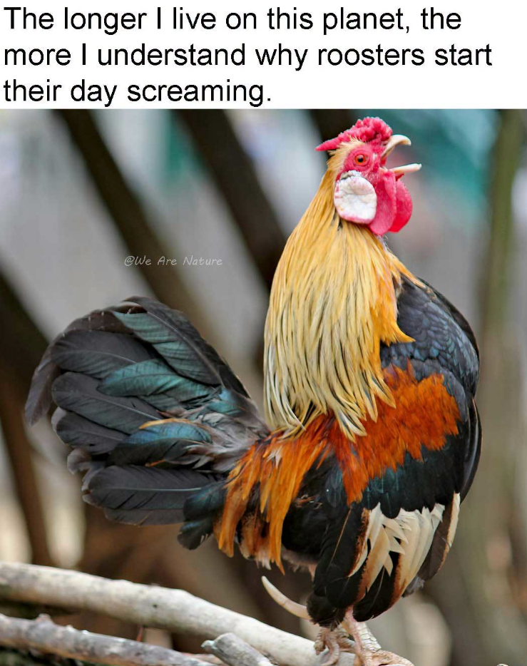The longer I live on this planet, the more I understand why roosters start their day screaming. @We Are Nature