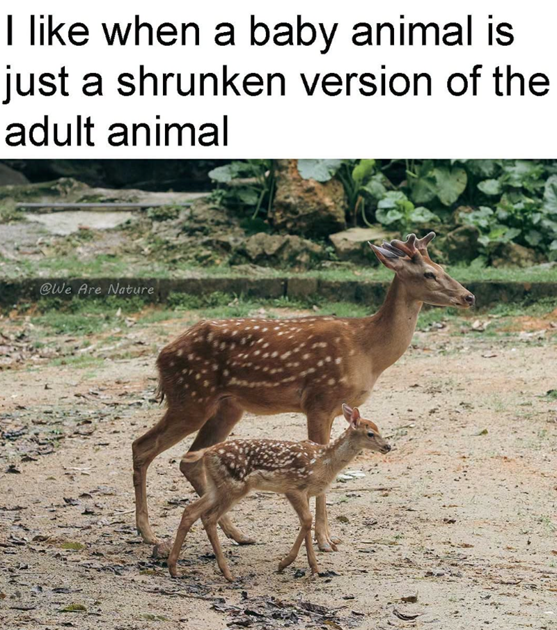 I like when a baby animal is just a shrunken version of the adult animal @We Are Nature