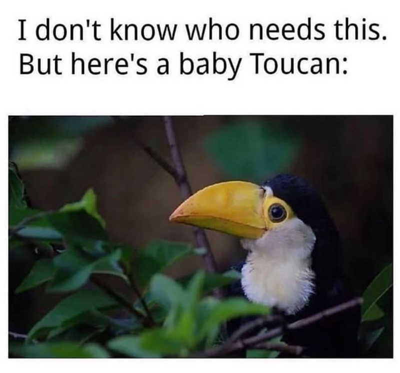 I don't know who needs this. But here's a baby Toucan: