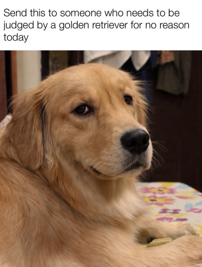 Send this to someone who needs to be judged by a golden retriever for no reason today