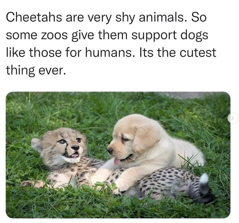 Cheetahs are very shy animals. So some zoos give them support dogs like those for humans. Its the cutest thing ever.