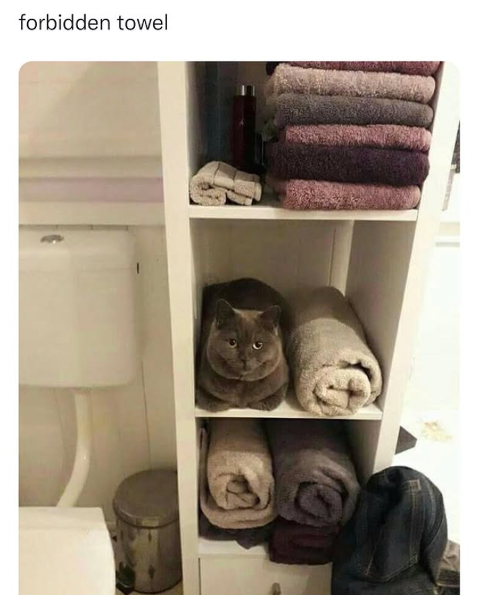 forbidden towel