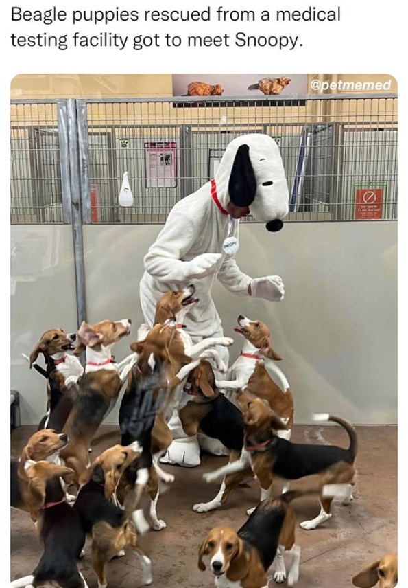 Beagle puppies rescued from a medical testing facility got to meet Snoopy. @petmemed