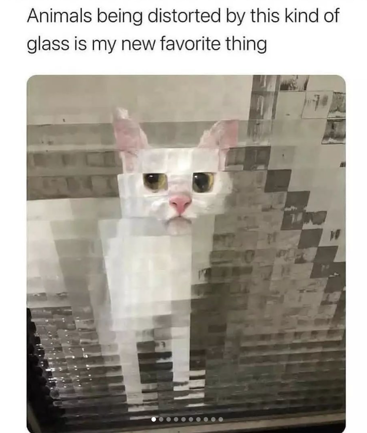 Animals being distorted by this kind of glass is my new favorite thing W