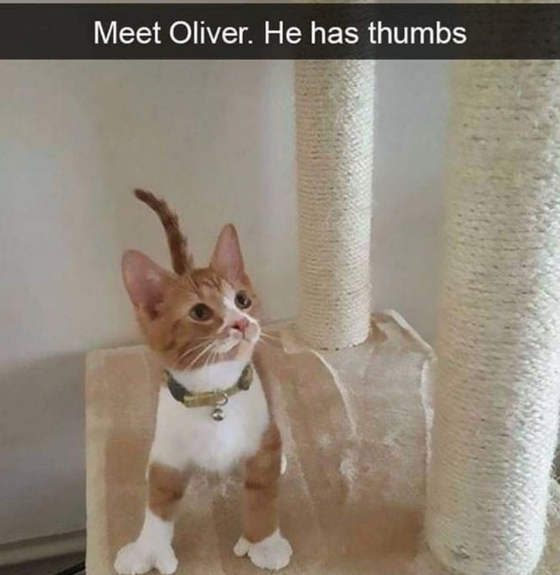 Meet Oliver. He has thumbs