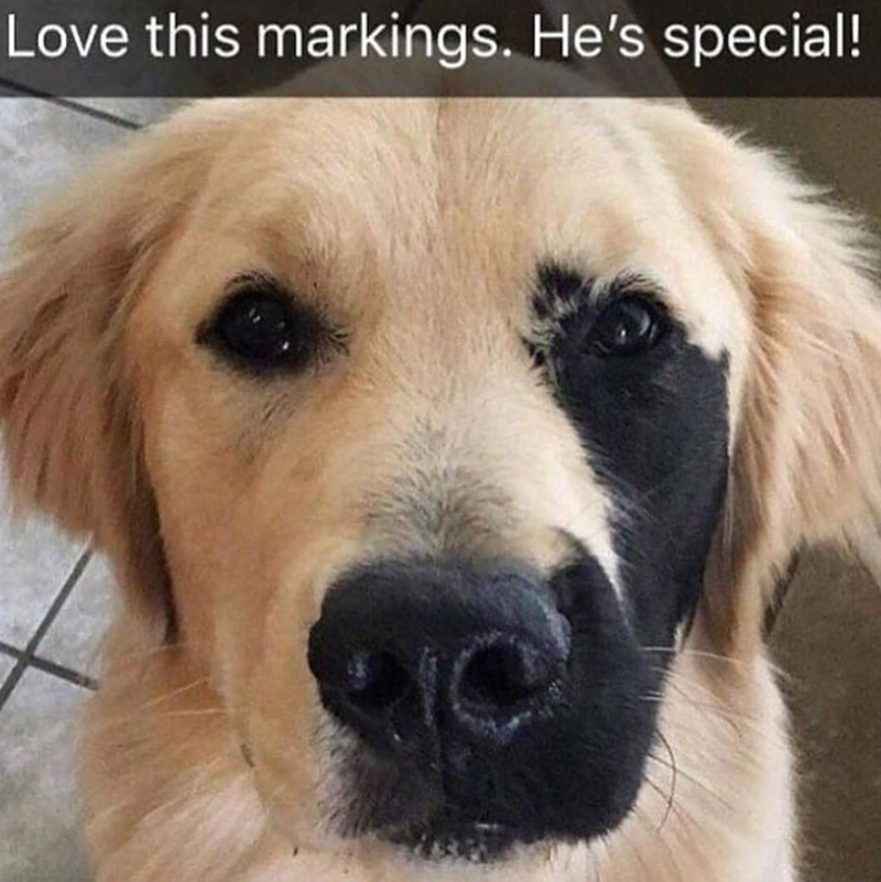 Love this markings. He's special!