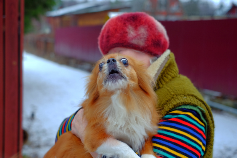 Woman holds an aggressive small dog in her hands.