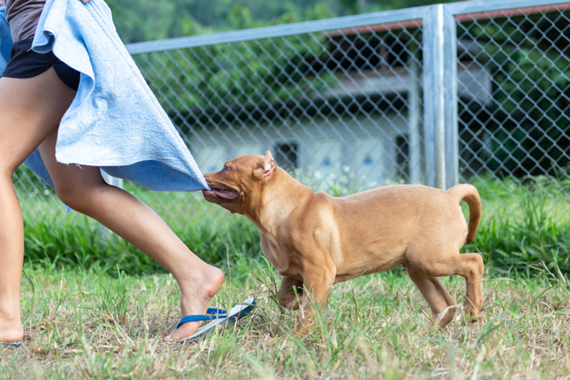 Unleashed small dog chases a woman outside and bites her towel.
