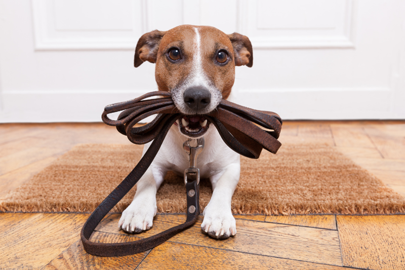 Small dog lies on an entrance carpet, holding his leash folded in his mouth.