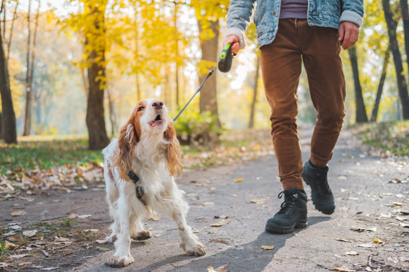 Dog barks, tagging on his leash, held by his owner on a walk.