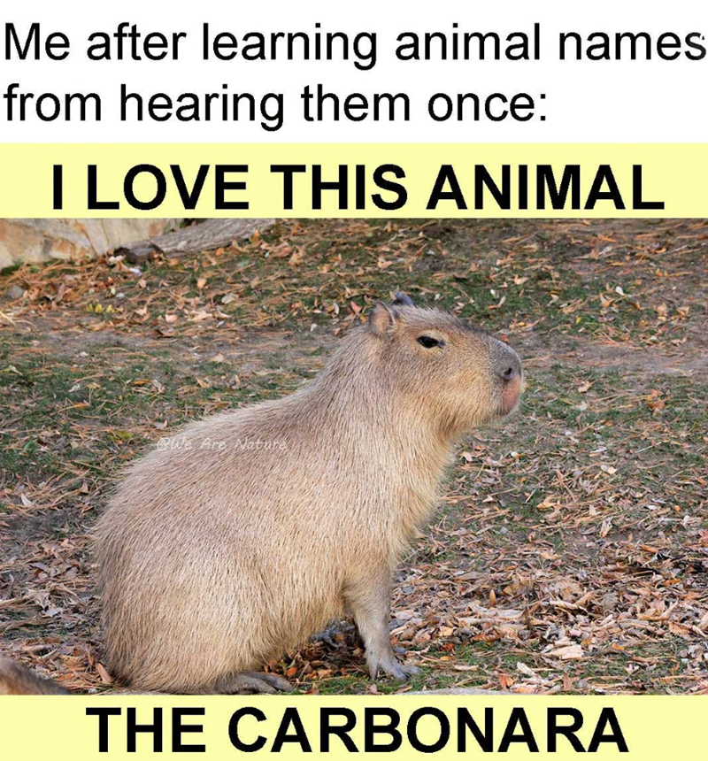 Me after learning animal names from hearing them once: I LOVE THIS ANIMAL We Are Nature THE CARBONARA