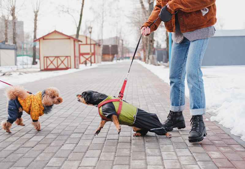 Small dog on a walk aggressively trying to reach another dog on the sidewalk, stopped only by the leash held by the owner.