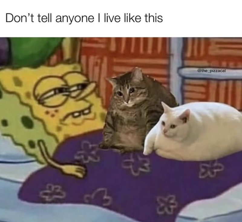 Don't tell anyone I live like this 3 83 @the_pizzacat