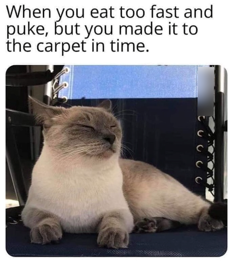 When you eat too fast and puke, but you made it to the carpet in time. 22 C