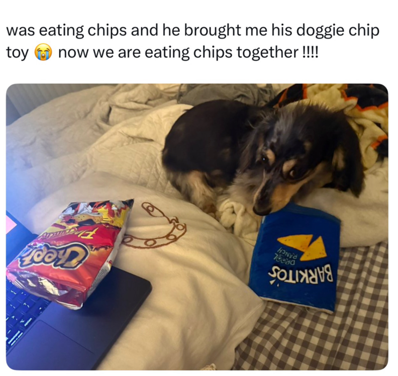 was eating chips and he brought me his doggie chip toy now we are eating chips together!!!! HOND 78080 Годжуня