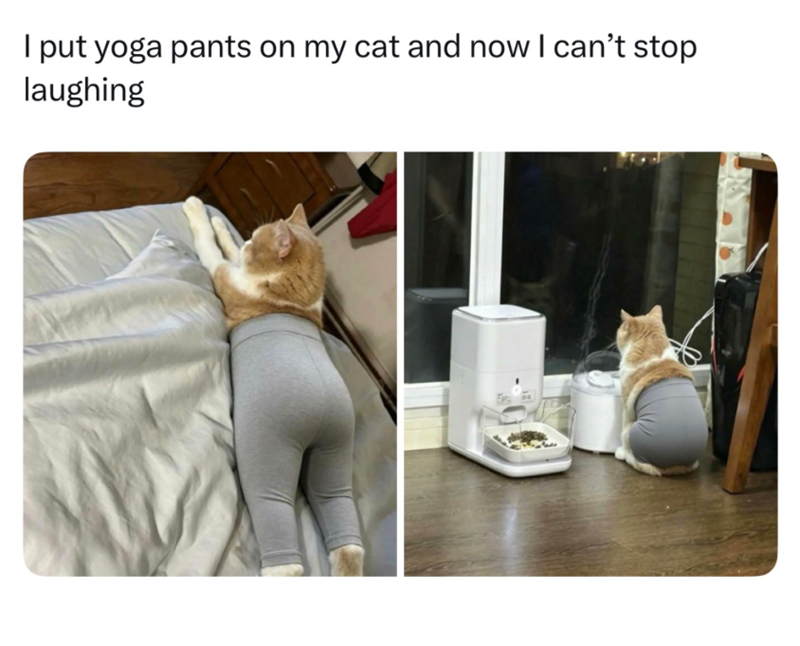 I put yoga pants on my cat and now I can't stop laughing