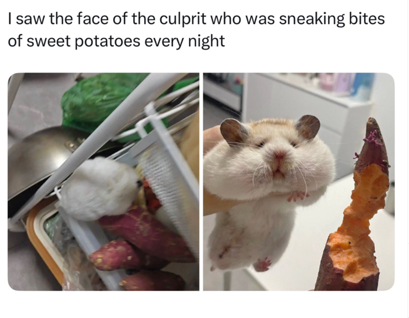 I saw the face of the culprit who was sneaking bites of sweet potatoes every night