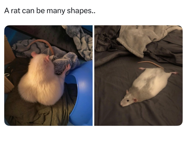 A rat can be many shapes..