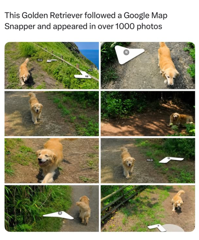 This Golden Retriever followed a Google Map Snapper and appeared in over 1000 photos 죽도길