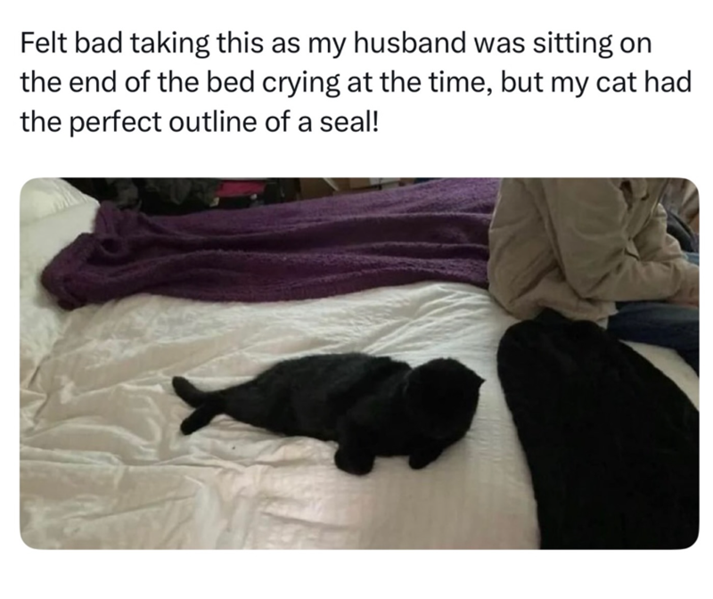 Felt bad taking this as my husband was sitting on the end of the bed crying at the time, but my cat had the perfect outline of a seal!