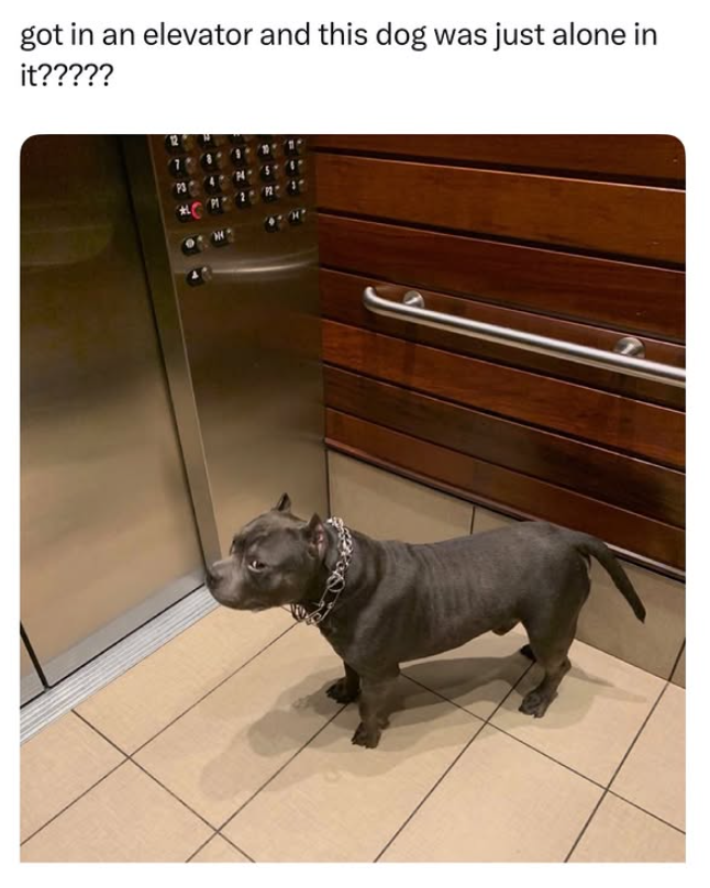 got in an elevator and this dog was just alone in it?????