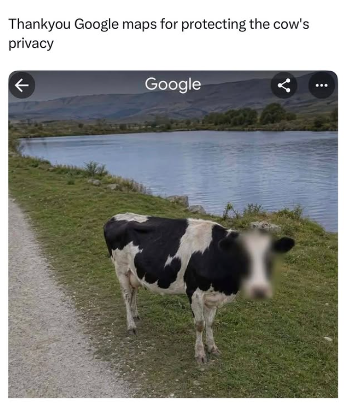 Thankyou Google maps for protecting the cow's privacy ← Google
