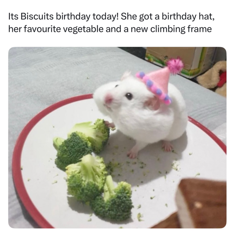 Its Biscuits birthday today! She got a birthday hat, her favourite vegetable and a new climbing frame