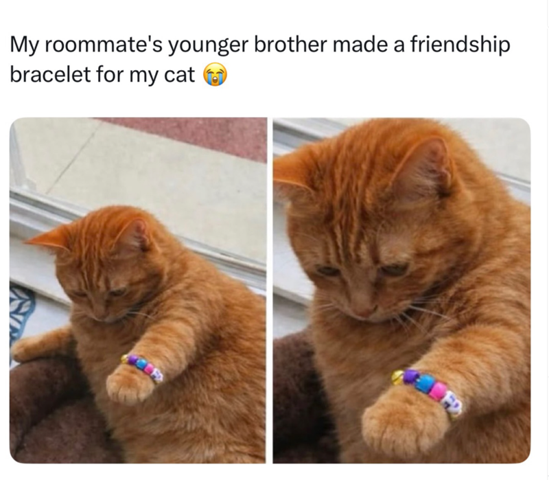 My roommate's younger brother made a friendship bracelet for my cat